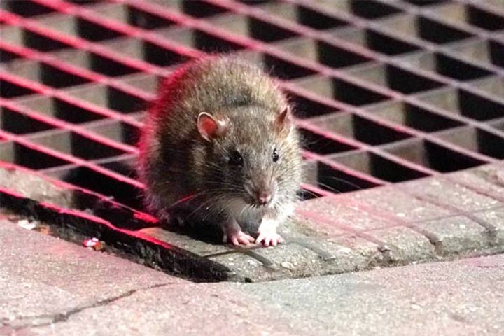 wine bottles emptied by rats