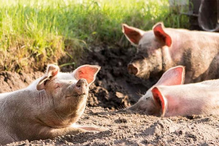 African swine flu disease now spread in pigs in China