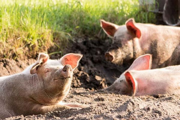 African swine flu disease now spread in pigs in China African swine flu disease now spread in pigs in China