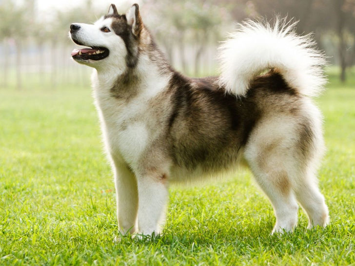 Canadian Eskimo Dog – $8,750