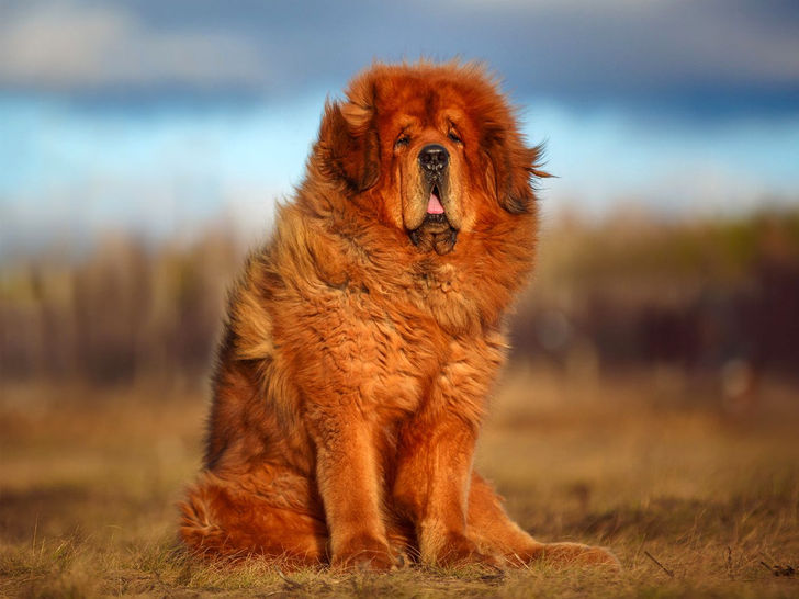 Tibetan Mastiff – $10,000