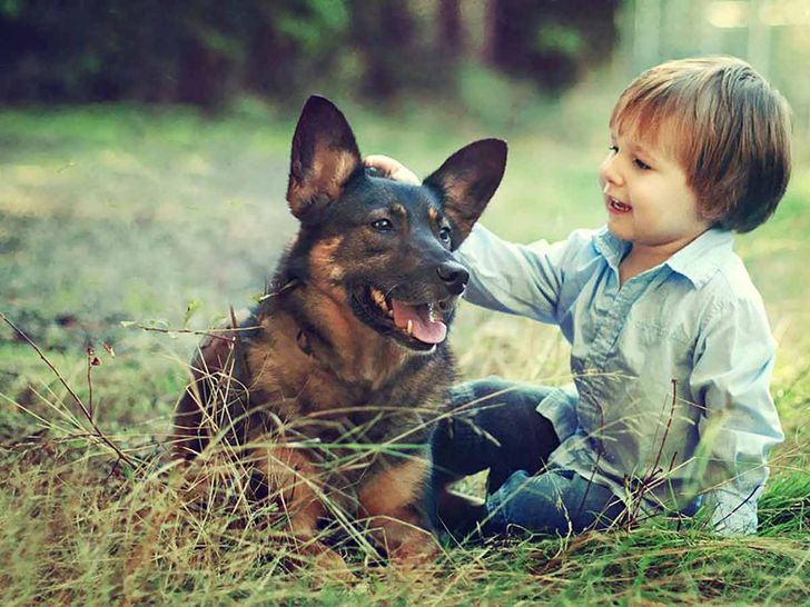 Dogs are as smart as 2-year-old Children