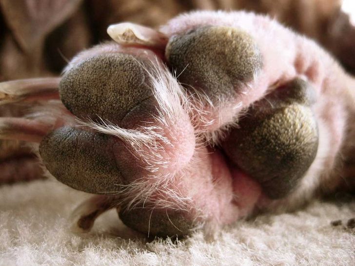 Dogs sweat through their paws