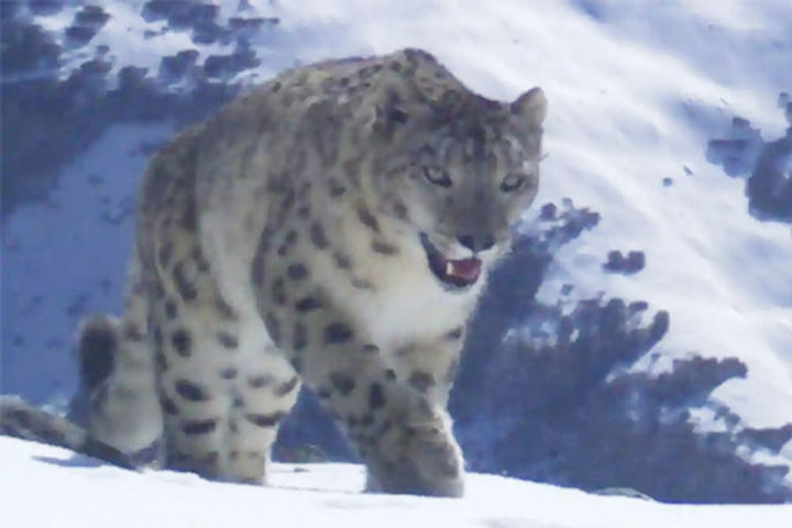 Snow Leopard contracts Covid