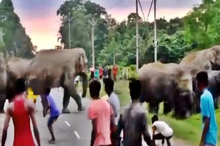 Angry elephant kills young man due to molestation in Assam video goes viral Angry elephant kills young man due to molestation in Assam video goes viral