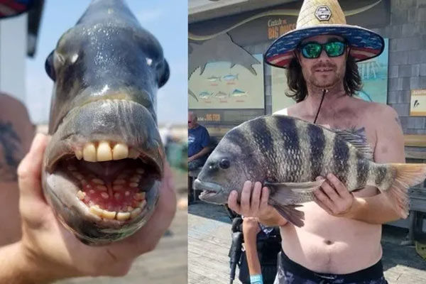 Fish with human-like teeth
