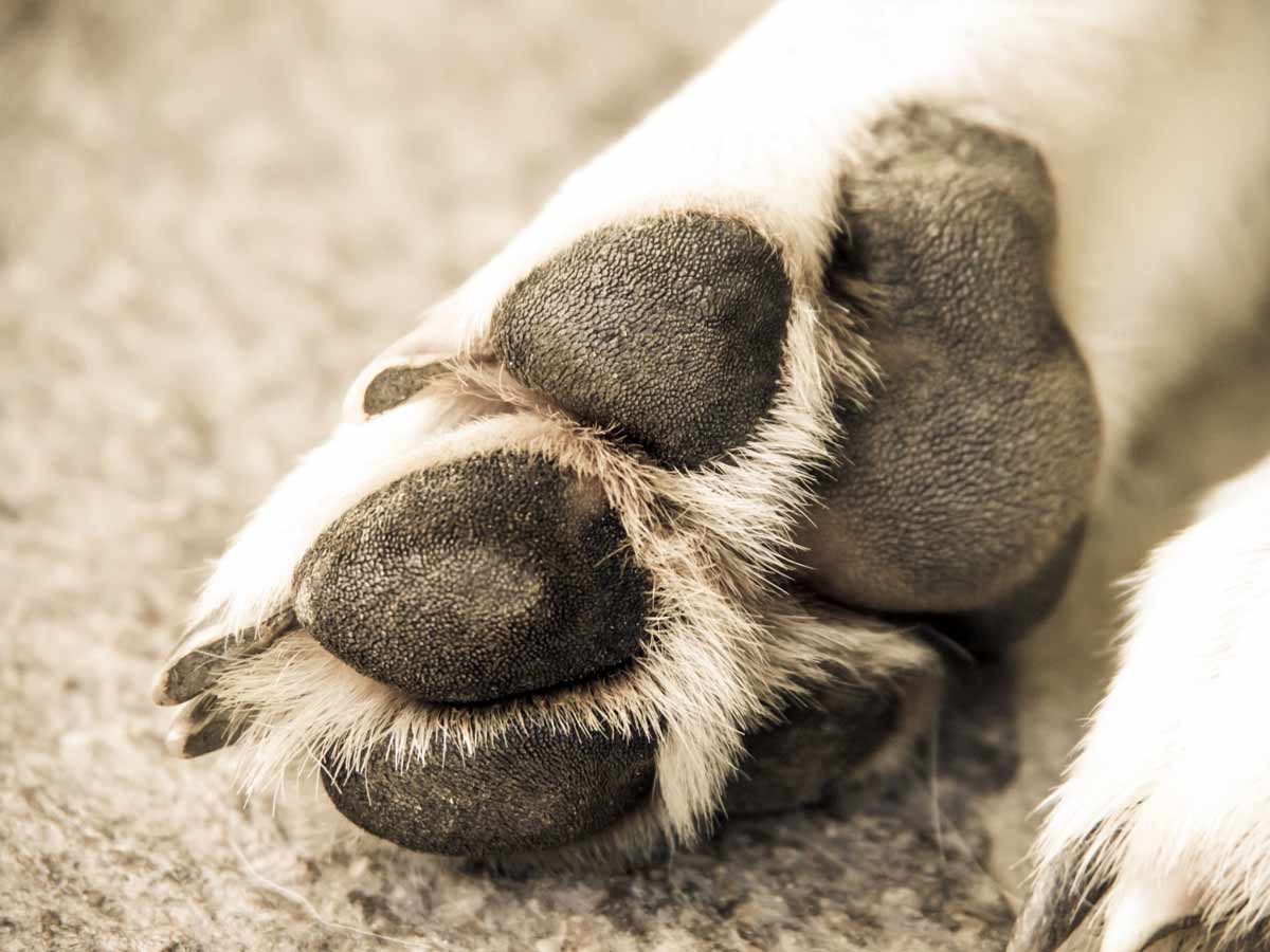 Dogs sweat through their paws