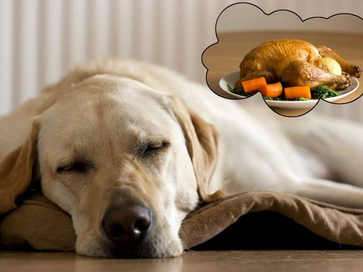 Dogs dream like humans