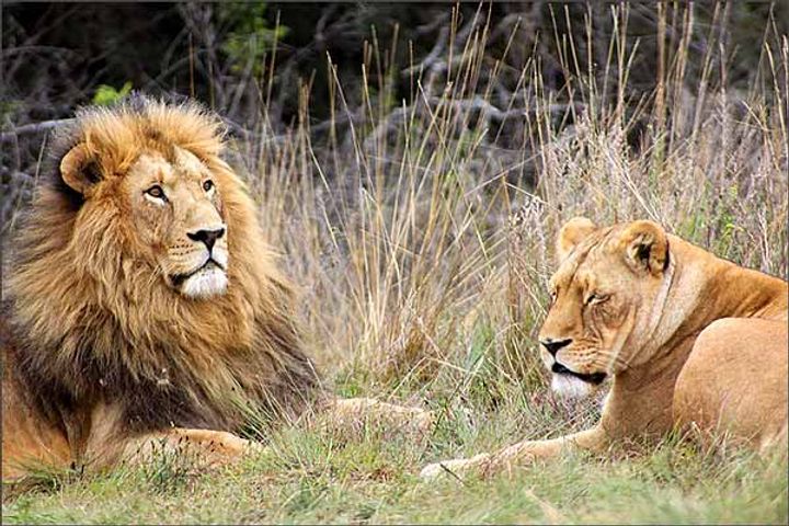 World Lion Day