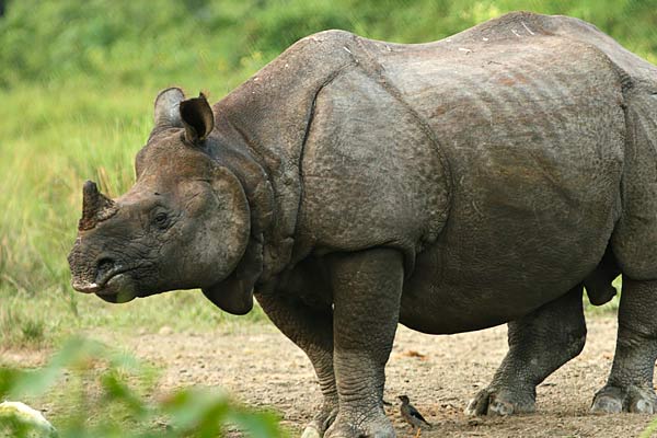 Rhino injured in road accident