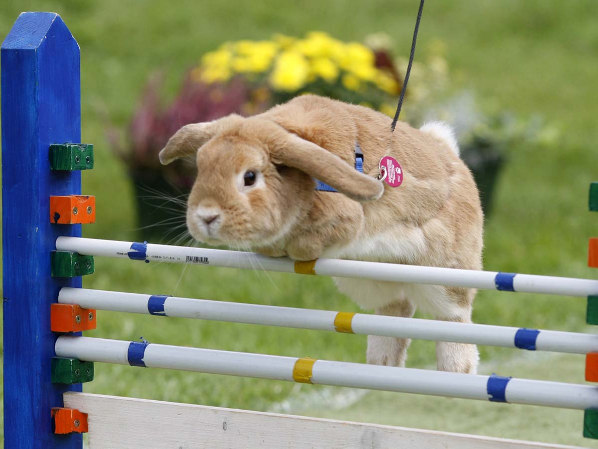 rabbit hopping festival