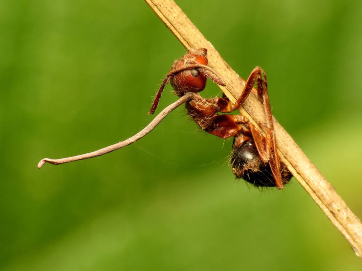 Zombie Carpenter Ants