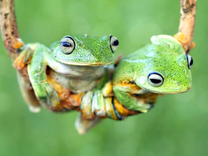 Sex Zombie Frogs 