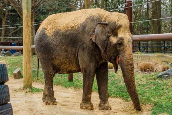 Odisha government asked to notify 14 elephant corridors