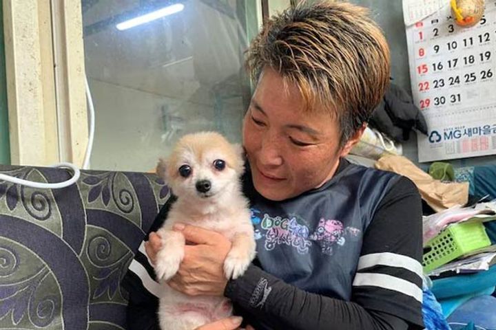 Legal status to animals in South Korea