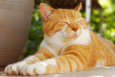 Kutch Cat Garden becomes tourist center here you will see more than 200 cats