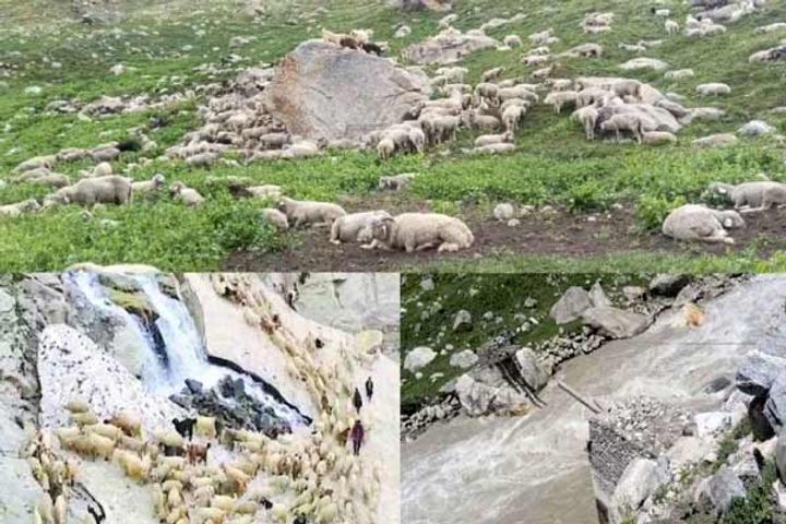 15 Thousand Sheep And Goats Stranded In Parvati Valley Kullu Himachal Due To Avalanche