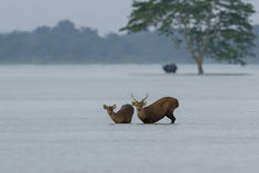 70 percent of Kaziranga national park submerged by flood 4 hog deer killed