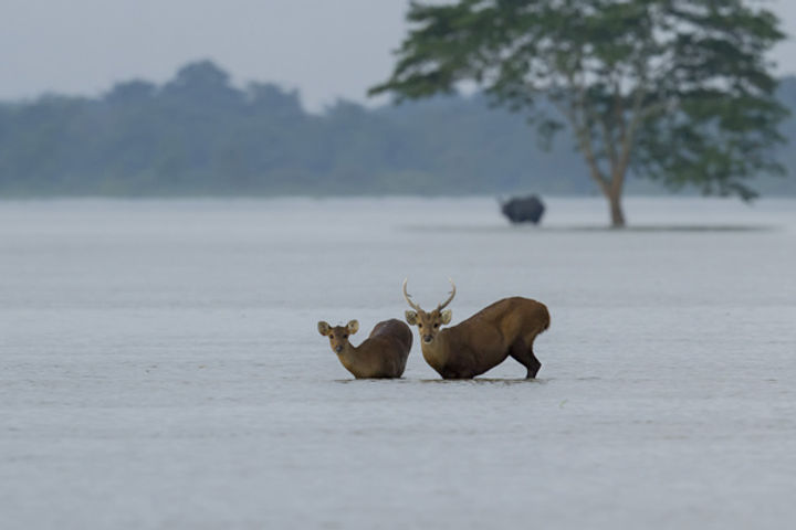 70 percent of Kaziranga national park submerged by flood 4 hog deer killed 70 percent of Kaziranga national park submerged by flood 4 hog deer killed