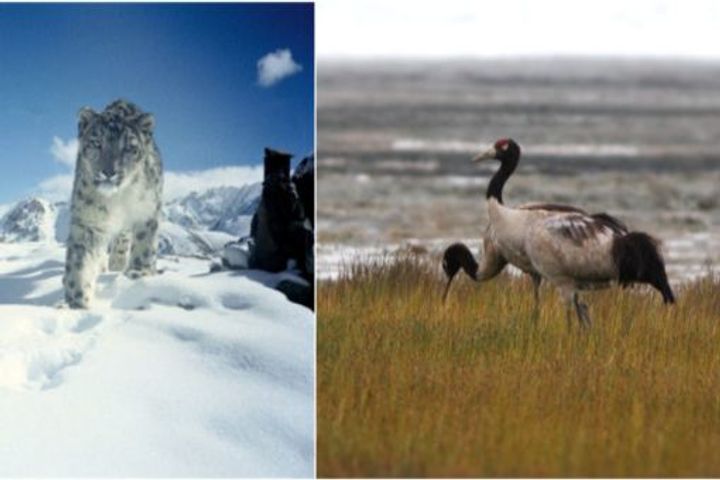 Ladakh administration declared the snow leopard as the state animal and the blacknecked stork as the