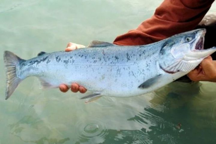If more than 157 ghoul fishes got caught in the net, the fishermen became millionaires overnight