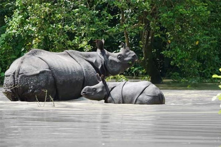 24 animal dead in Assam floods 