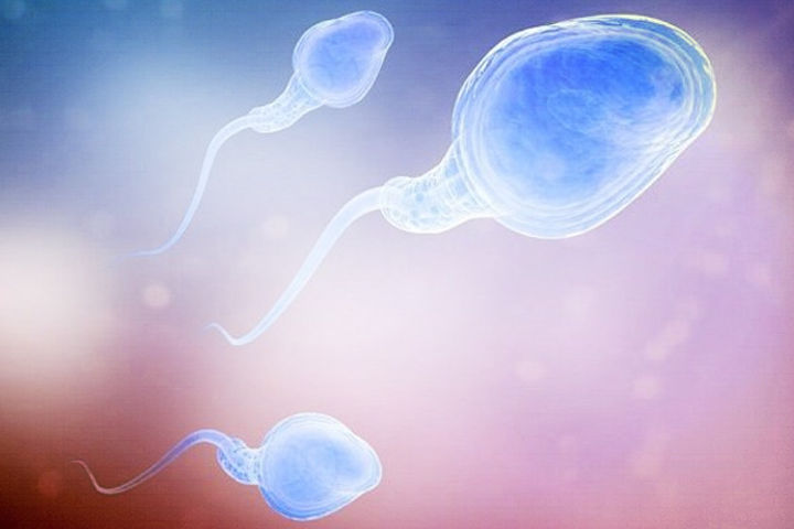 eggs sperm and embryos