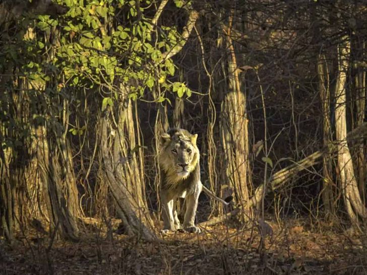 Gir National Park