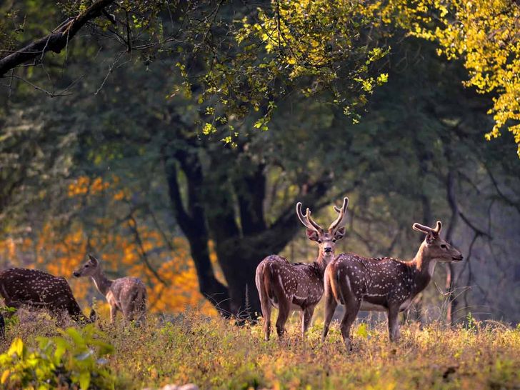 kanha, Kanha National Park