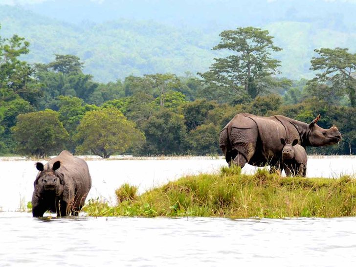 Kaziranga Kaziranga