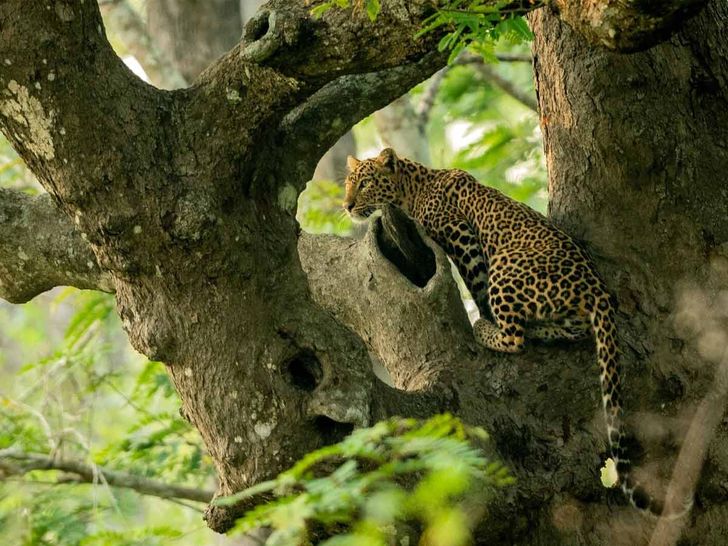 nagarhole nagarhole