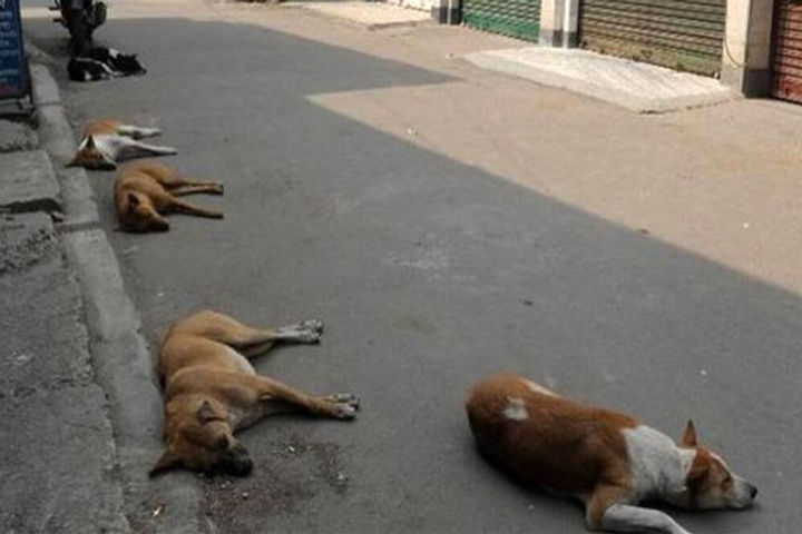 More than 100 dogs poisoned