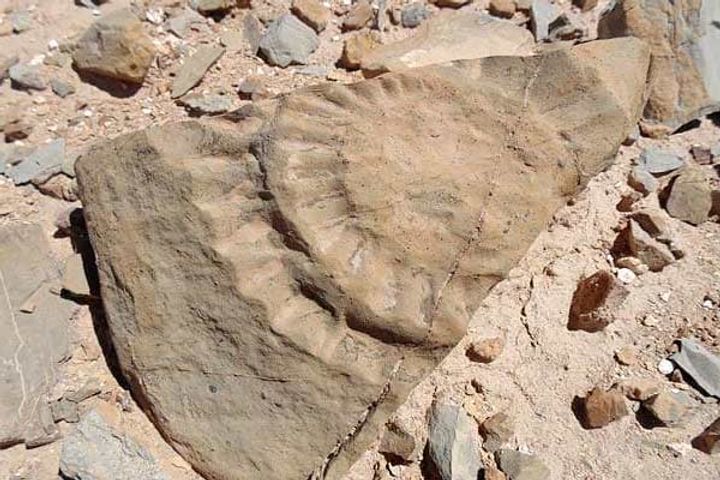 Jurassic Era Winged Lizard Unearthed In Chile
