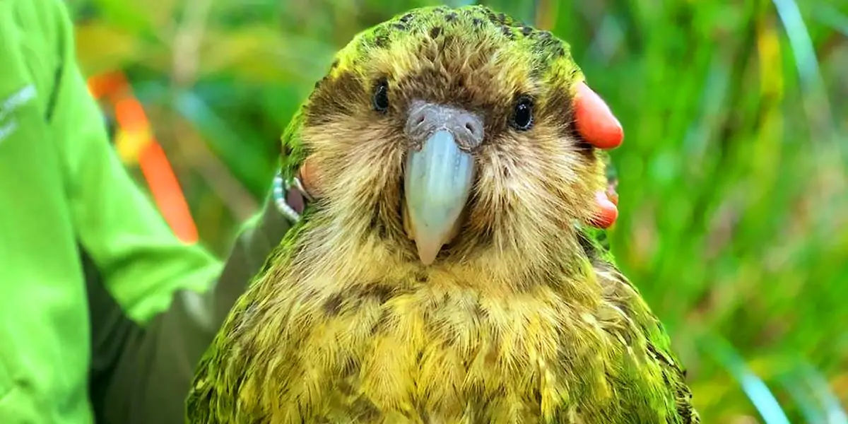 largest parrot, largest bird