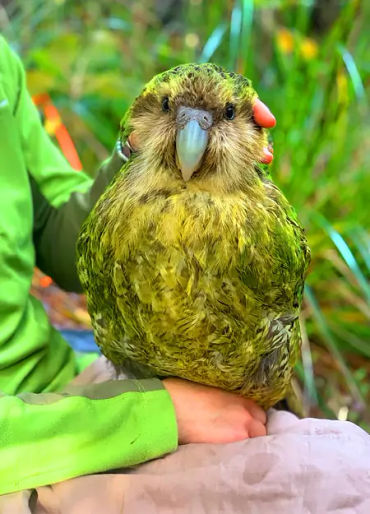 largest parrot, largest bird
