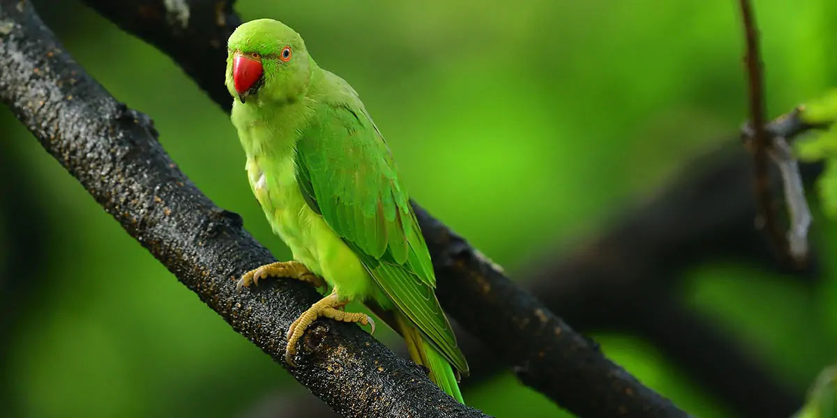 zygodactyl, parrots feet, parrots facts, wild facts
