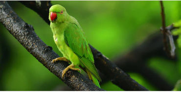 zygodactyl, parrots feet, parrots facts, wild facts