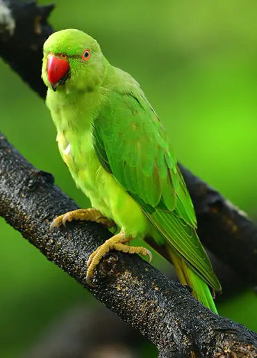 zygodactyl, parrots feet, parrots facts, wild facts