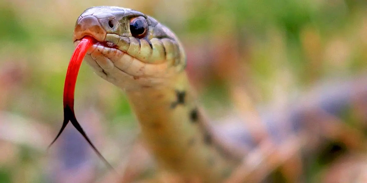 snake nose, snakes tongue