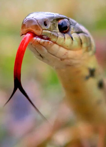 snake nose, snakes tongue