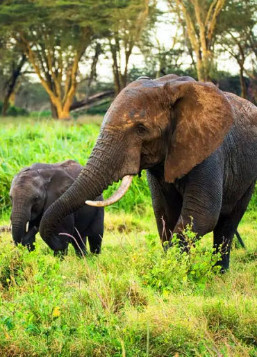 elephants, elephant facts, elephant trunks