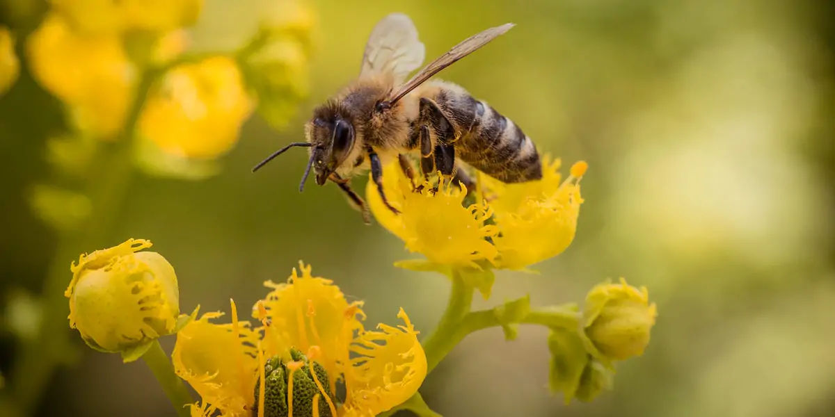 bee dance, bees dance, 