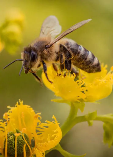 bee dance, bees dance, 