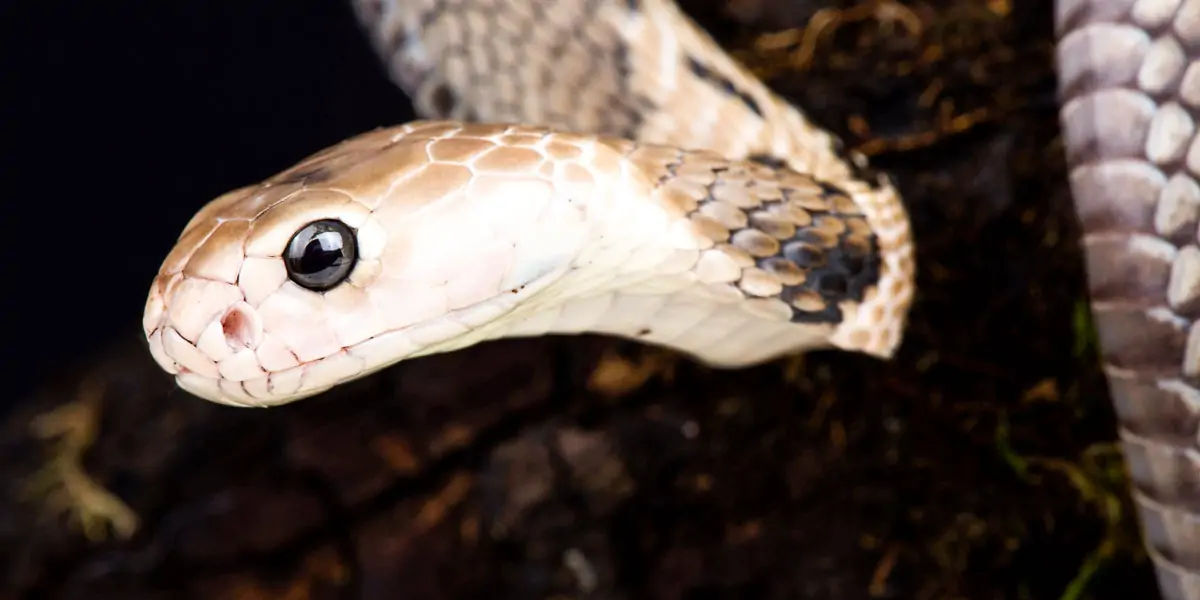 snake eyes, snake eye lids, snake vision
