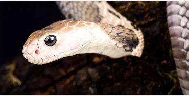 snake eyes, snake eye lids, snake vision
