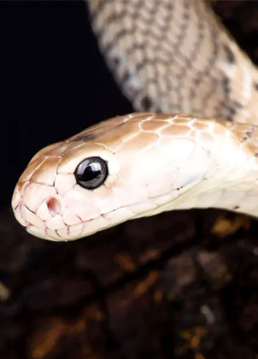 snake eyes, snake eye lids, snake vision