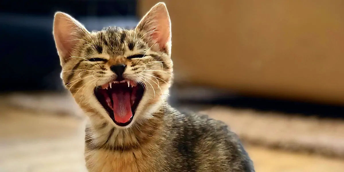 cats, cats allergy, allergic cat, smelly cat,