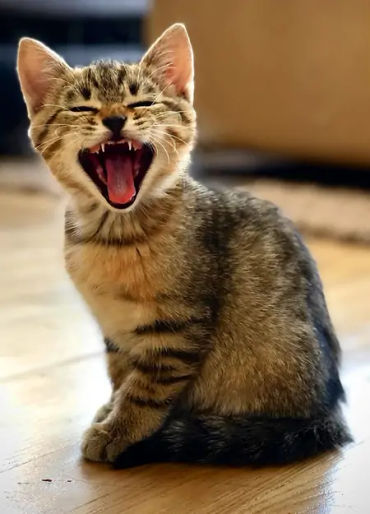 cats, cats allergy, allergic cat, smelly cat, 
