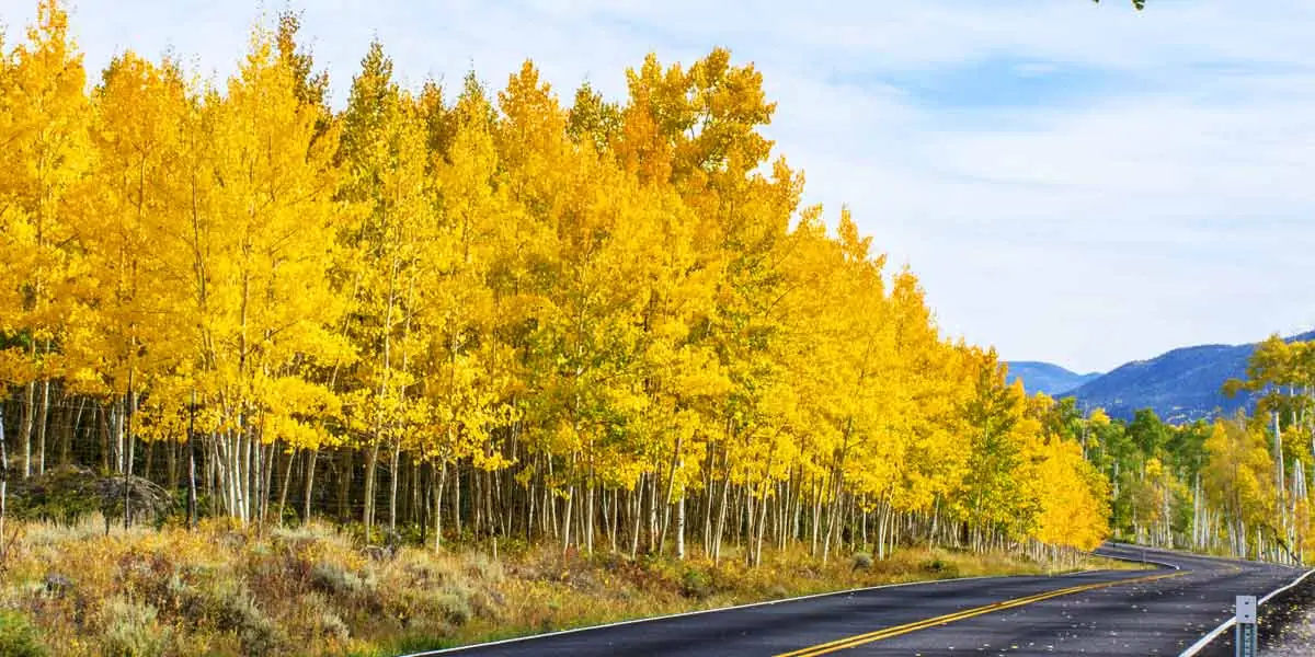 largest creature, largest animal, aspen grove
