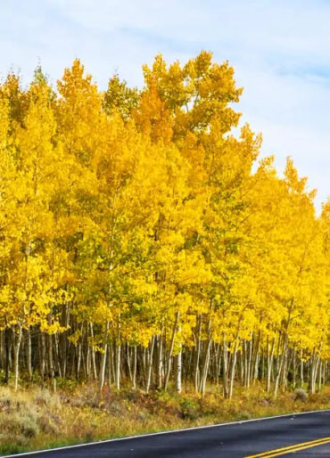 largest creature, largest animal, aspen grove